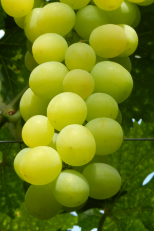 DSCN1583 DSCN1583